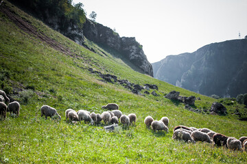 sheep graze at the foot of the mountains in summer