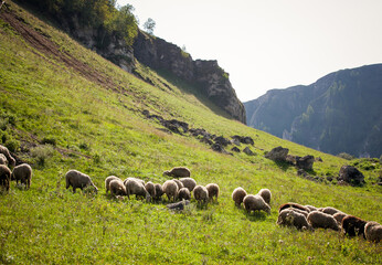 sheep graze at the foot of the mountains in summer