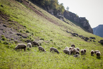 sheep graze at the foot of the mountains in summer
