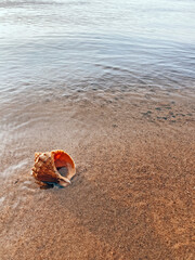 Closeup sand with sea shells. Conch shells at the beach, selective focus. Coast background