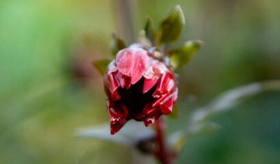 Budding Red Flower