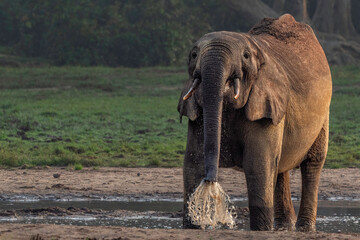 Fototapeta na wymiar Forest Elephant, Dzanga Bai, Central African Republic