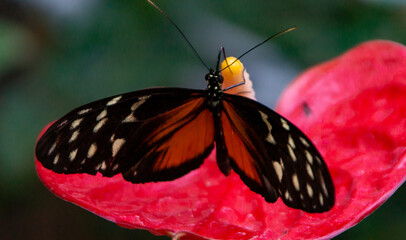 Butterfly Holding onto a Flower