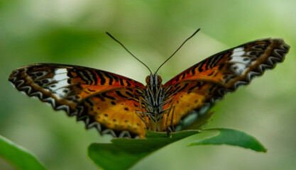 Butterfly Ready to Pounce