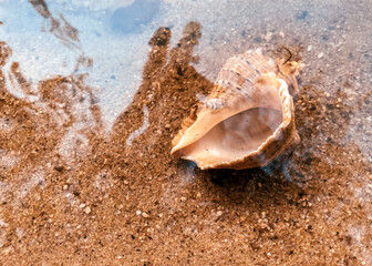 Closeup sand with sea shells. Conch shells at the beach, selective focus. Coast background