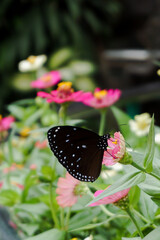 Fototapeta na wymiar Black Butterfly on flower