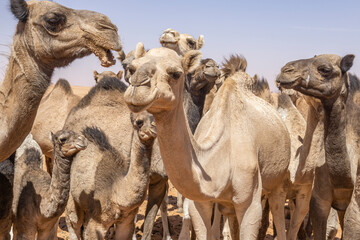 Portrait of an african Dromedary Camel standing in front of a Herd of Camels in the Sahara Desert, Chad