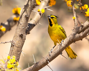 ARDENAL AMARILLO