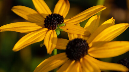 Yellow Flowers in the Sun