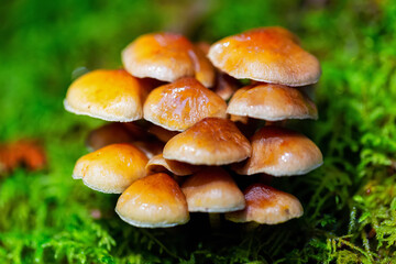 Close up image of a mushroom on the tree during fall season. Taken in Squamish, British Columbia, Canada.