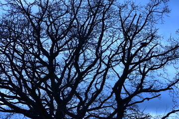 Silhouette of a tree against the sky at dusk