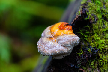 Close up image of a mushroom on the tree during fall season. Taken in Squamish, British Columbia, Canada.