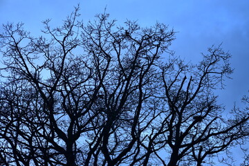 Silhouettes of trees against the sky at dusk