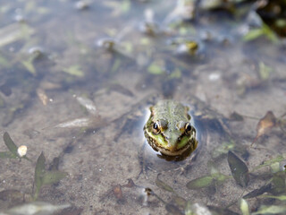 frog in the pond