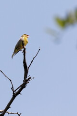 Bright greenfinch sits on a branch in the park against the blue sky. Urban green and yellow warbler in nature habitat.