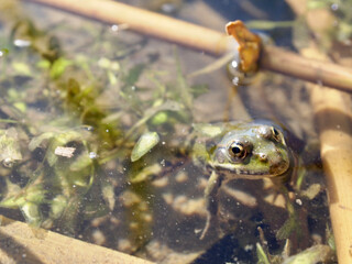 frog in the pond