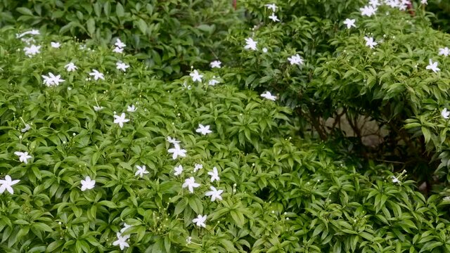 Beautiful Rows of Garden Bushes of Tabernaemontana Divaricata with Rich Green Leaves. Leaves with White Flowers on Sunny Day. Summer Tropical Greenery in Resort in Thailand