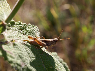 grasshopper on a leaf