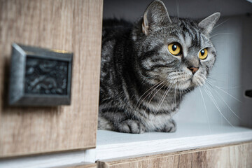 Beautiful cat portrait sitting in a closet