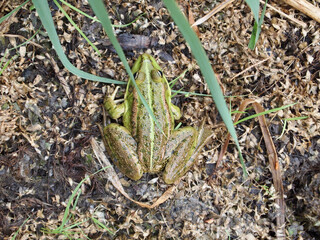 frog on the ground