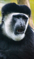 Worried Looking Monkey