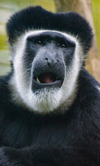 Monkey About to Speak