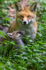 Rotfuchs (Vulpes vulpes) mit Jungen