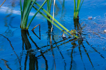 Emperor dragonfly or blue emperor (Anax imperator)