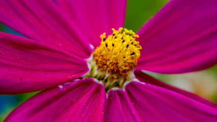 Pollen in the Purple
