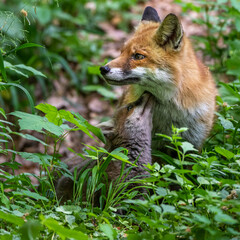 Rotfuchs (Vulpes vulpes) mit Jungen