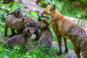 Fototapeta premium Rotfuchs (Vulpes vulpes) mit Jungen
