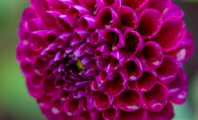 Round Purple Flower