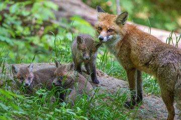 Rotfuchs (Vulpes vulpes) mit Jungen