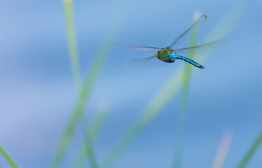 Emperor dragonfly or blue emperor (Anax imperator)