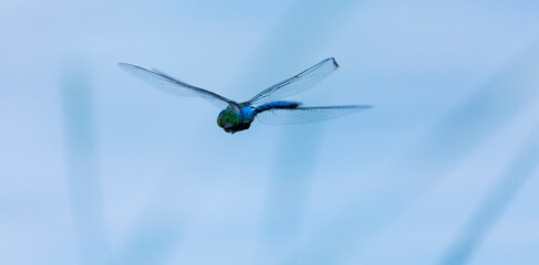Emperor dragonfly or blue emperor (Anax imperator)