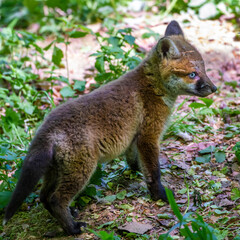 Fototapeta premium Rotfuchs (Vulpes vulpes), Jungfuchs