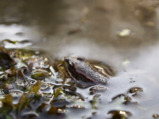 frog in the pond