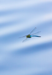 Emperor dragonfly or blue emperor (Anax imperator)