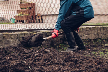 young worker works from morning to evening in the garden to ripen it before the first frosts of...
