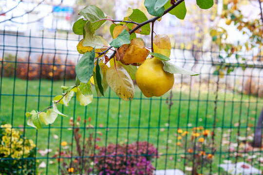 Ripe quince and yellowed leaves on the quince tree branch