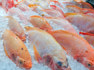 Light orange tilapia Frozen ice cubes