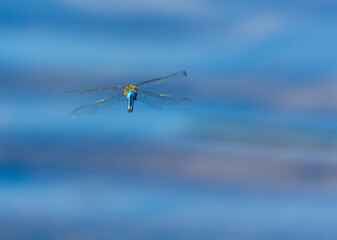 Emperor dragonfly or blue emperor (Anax imperator)