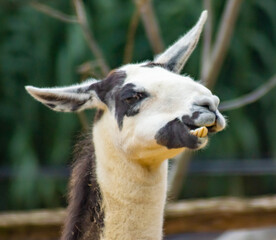 Fototapeta premium Wonky Eared Llama