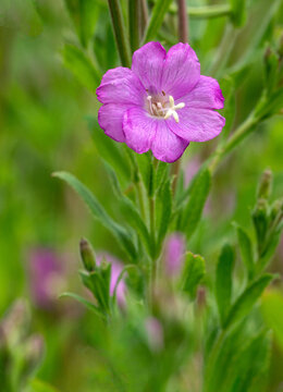 Small Light Purple Flower In Field