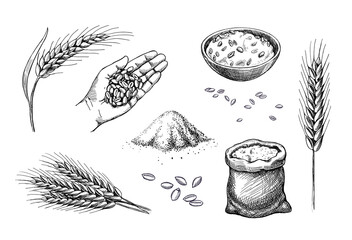 Hand drawn wheat. Cereal spikelets barley in hand, rye in bag, Wheat ear spikes and seed. Food sketch. Grains plants in bag. Vector engraving illustration. - 399321122