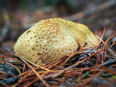 Close-up of common earthball wild mushroom called common earthball or common earth ball. Scleroderma citrinum. Outer walls or peridium in ochre-yellow color with irregular warts