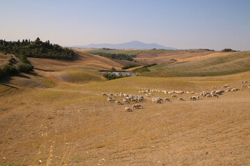 Obraz premium View of the Tuscan Countryside in Summer, Italy