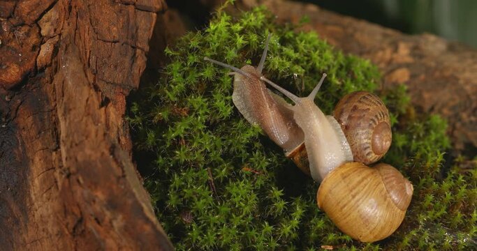 Common snails slowly moving on green plant in tree trunk, closeup