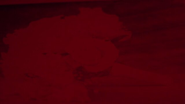 Darkroom laboratory photography developing black and whit monochrome photo print under red light