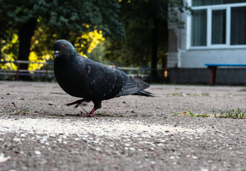 Pigeons on the street eat oatmeal porridge. Birds in autumn.